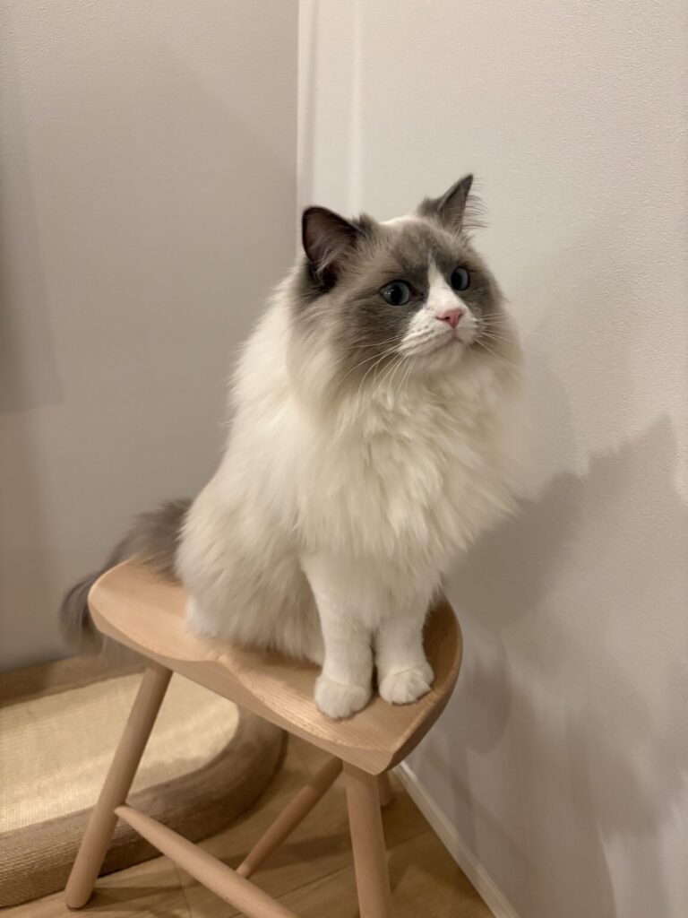 猫のルカ