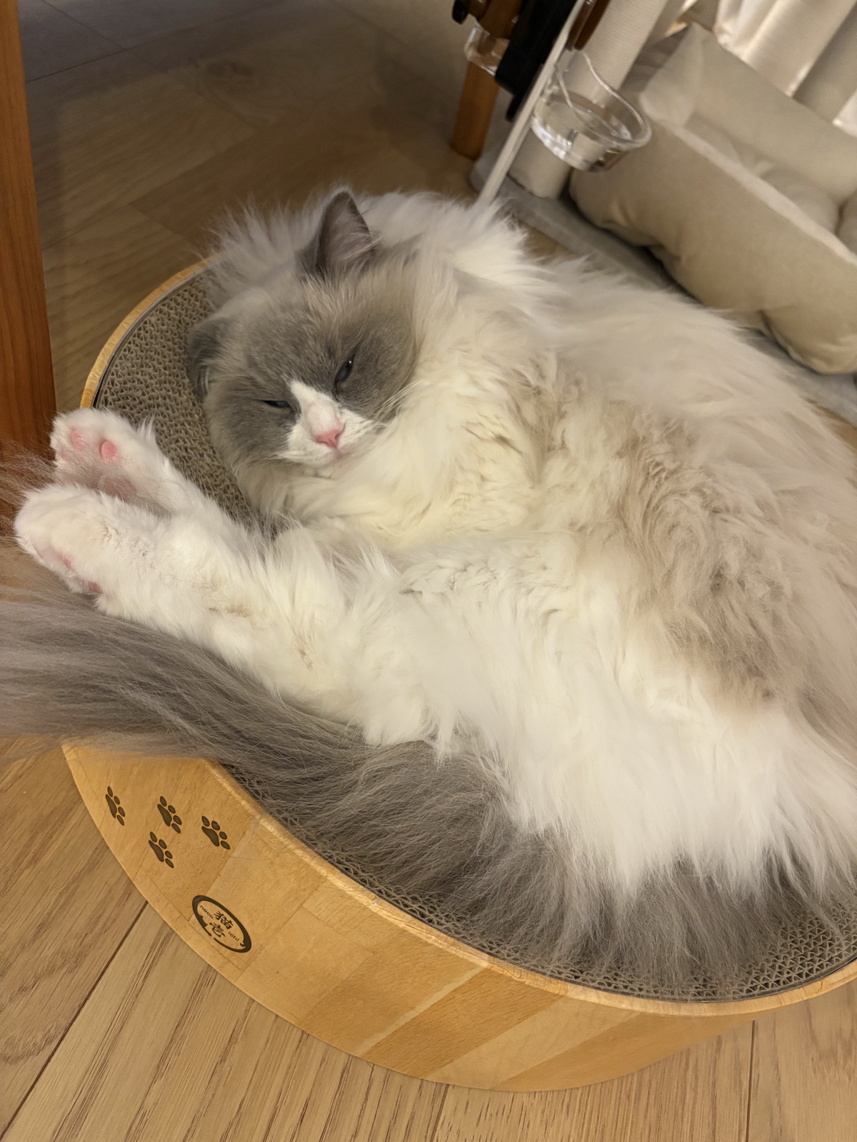 丸型の爪とぎでくつろぐラグドールのルカ