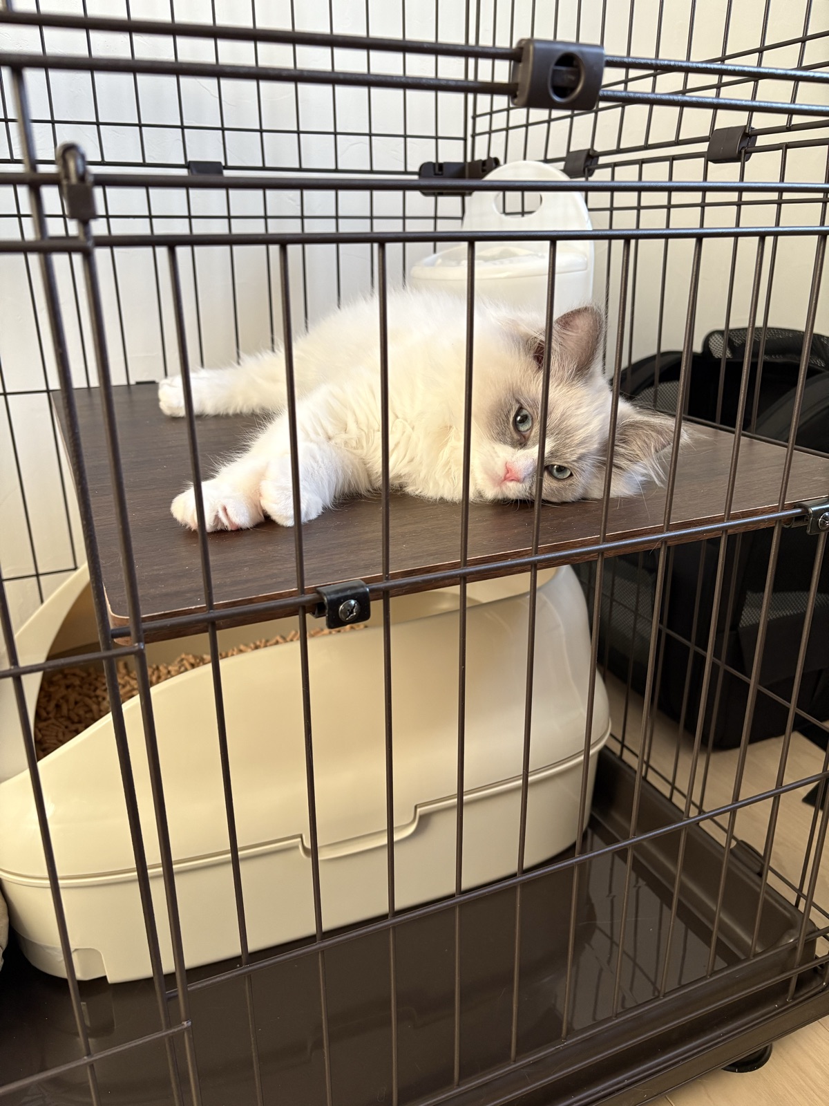 猫用ケージの中でくつろぐラグドールのルカ