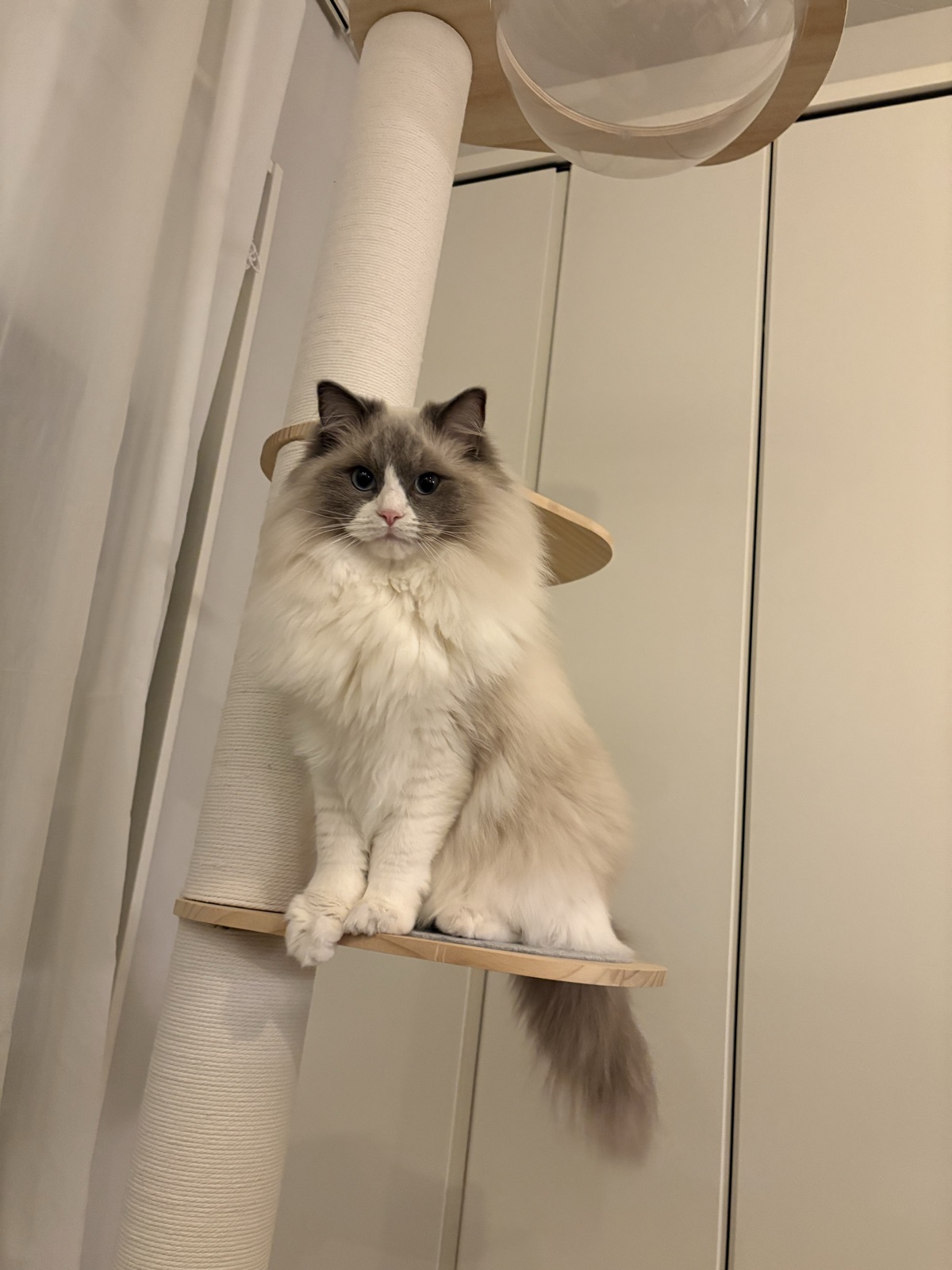 RAKUキャットタワーの棚に座るラグドールのルカ