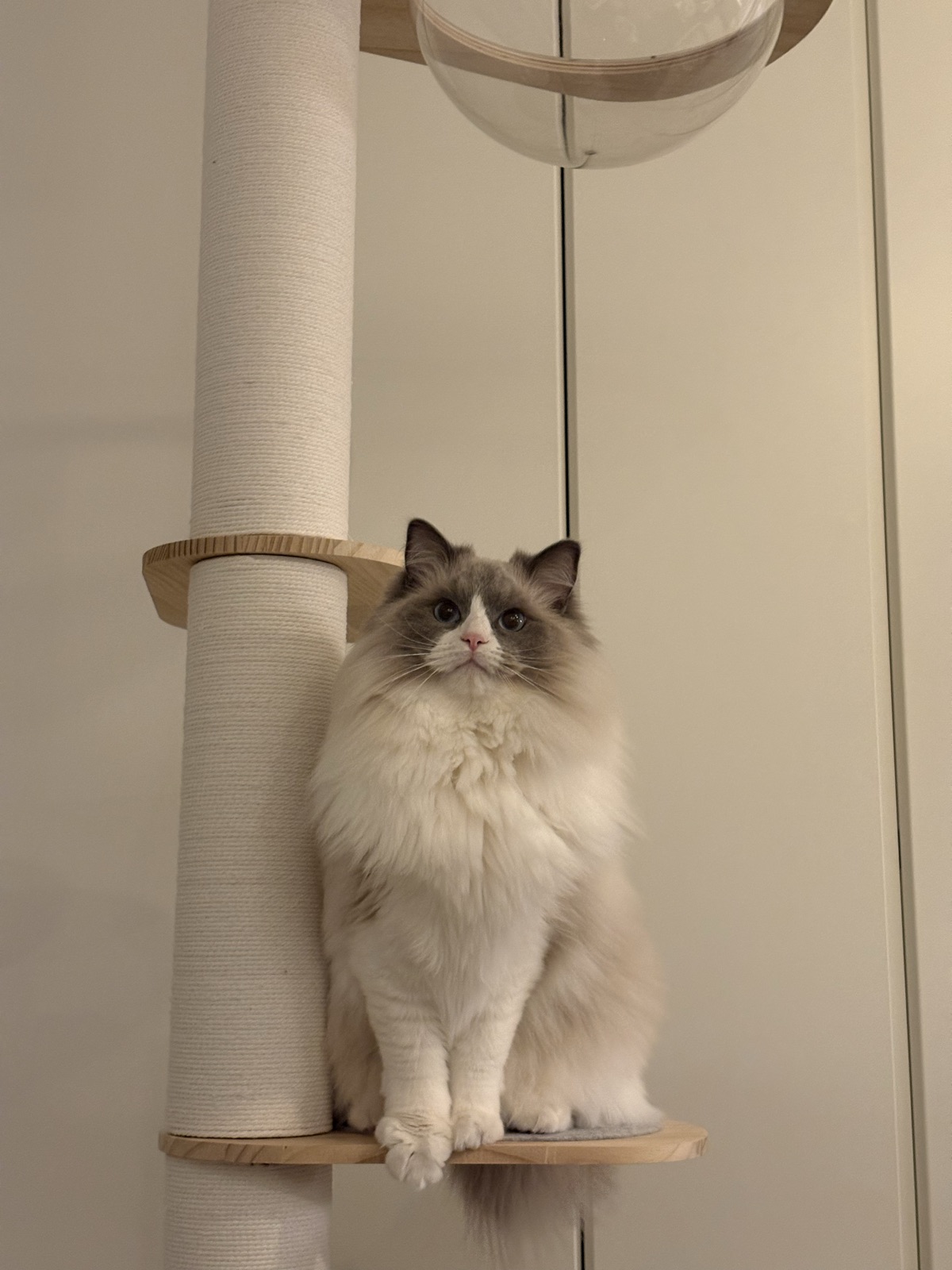 白い支柱が部屋になじむRAKUキャットタワー