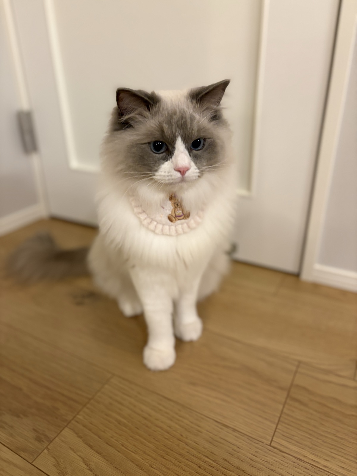 ラグドールのルカが正面に座っている様子