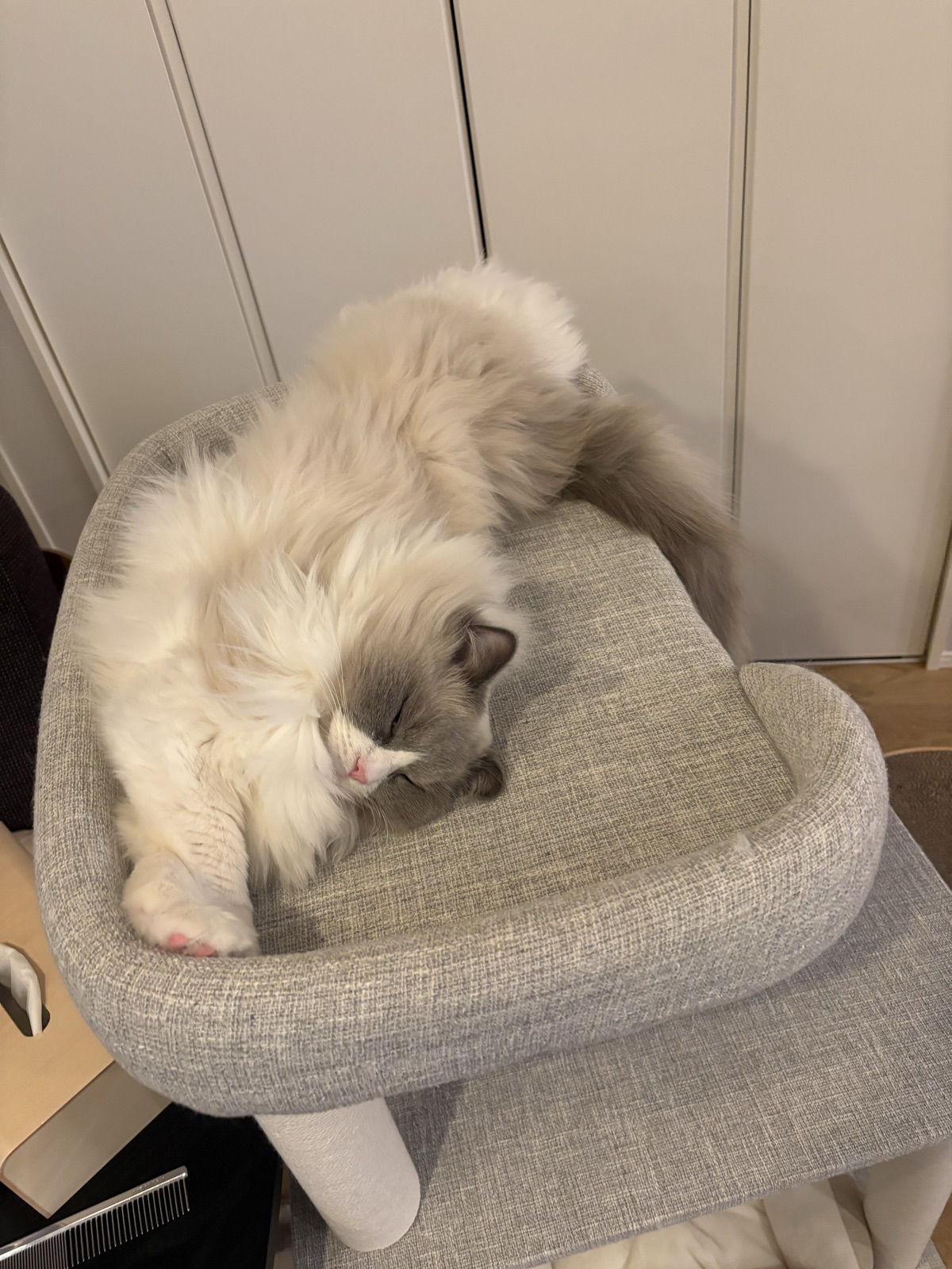 低めキャットタワーのベッドで眠るラグドール