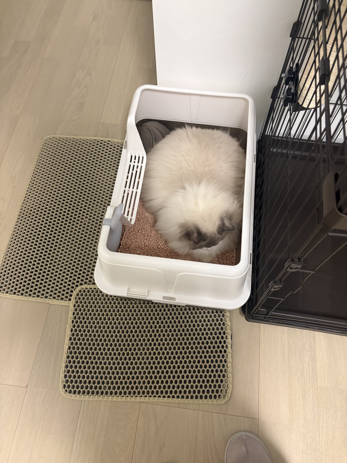 猫用システムトイレとラグドールのルカ